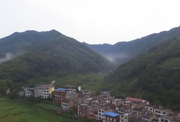 天兴黑芝麻种植基地视频