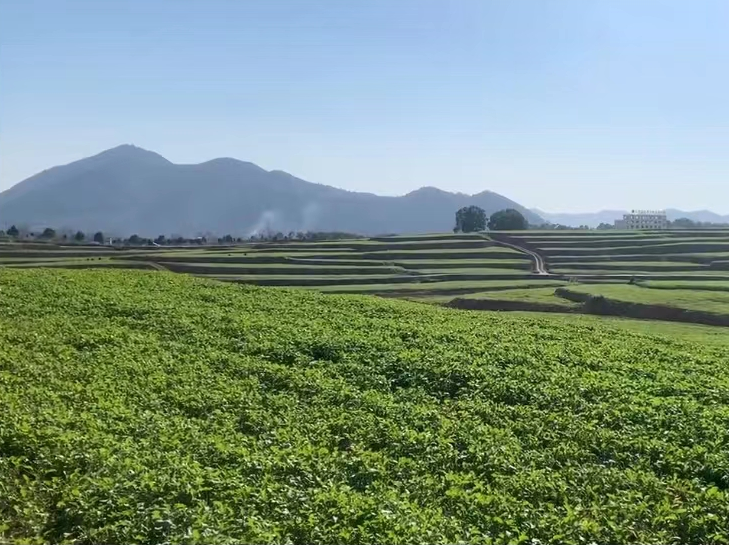 武蛟黑芝麻油菜循环种植基地现状