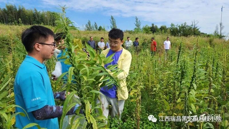 一粒芝麻带动“农旅”融合发展