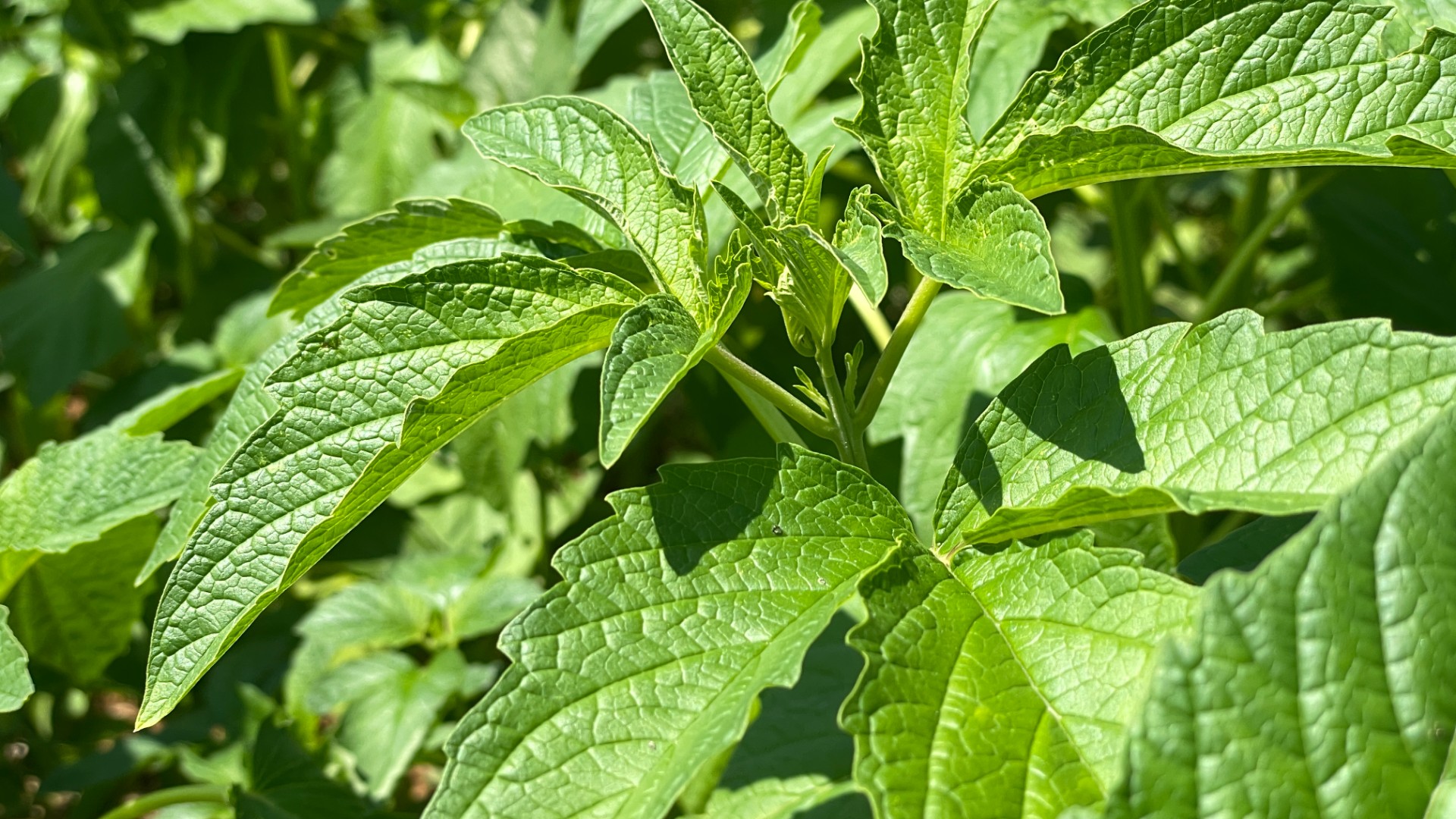 雨涝不惧,耕植不止!瑞昌黑芝麻双基地补种焕新苗