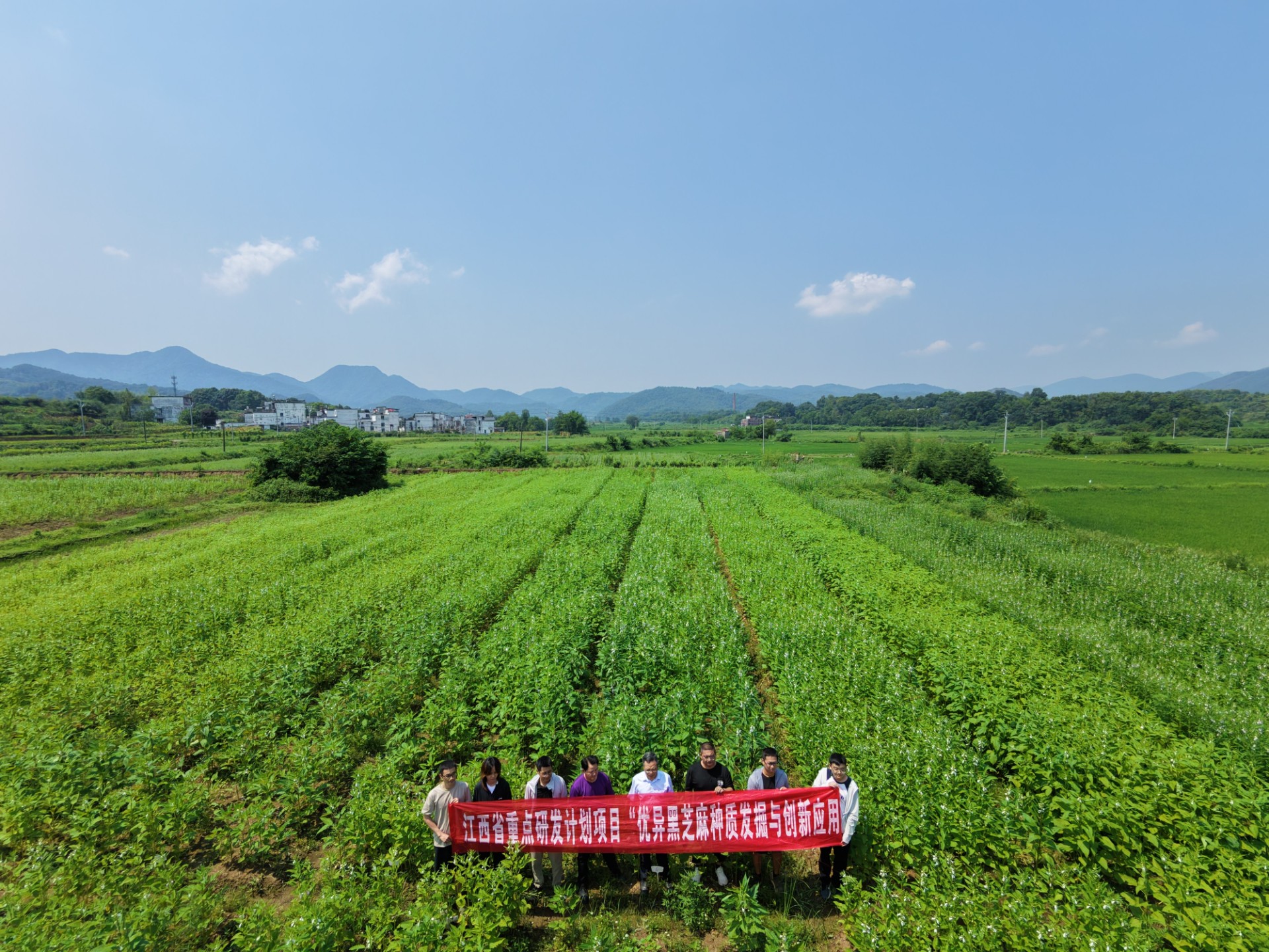 田间把脉助丰收|吴自明教授团队深耕瑞昌芝麻基地,精准破解多雨种植难题